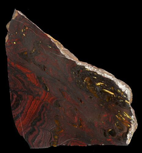 Polished Tiger Iron Stromatolite - ( Billion Years) #46622